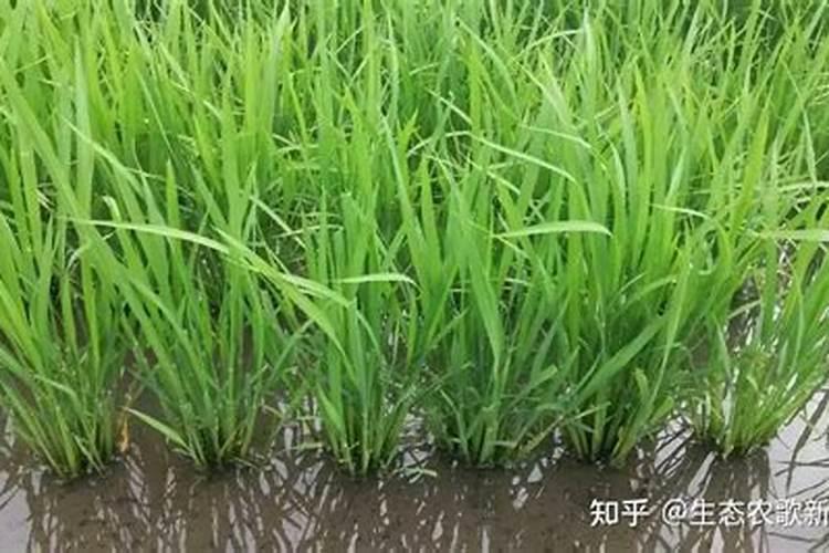 水稻施肥,用哪种增产效果比较明显