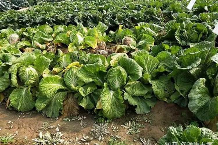 14羟基芸苔素正确使用方法