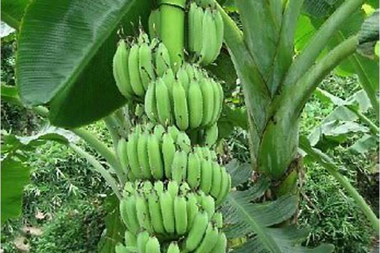 香蕉的需肥特点和膨果增甜的施肥时期