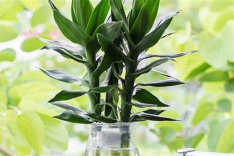 观音竹施肥方法及注意事项