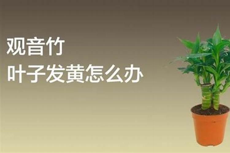 观音竹施肥方法及注意事项 春季棕竹怎么施肥