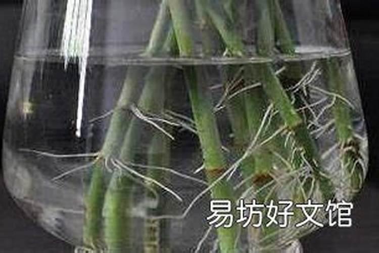 有哪位晓得水养竹子放什么肥好？哪位有经验？