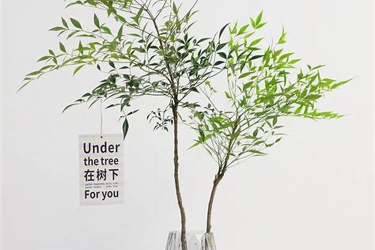 养水竹用什么肥料