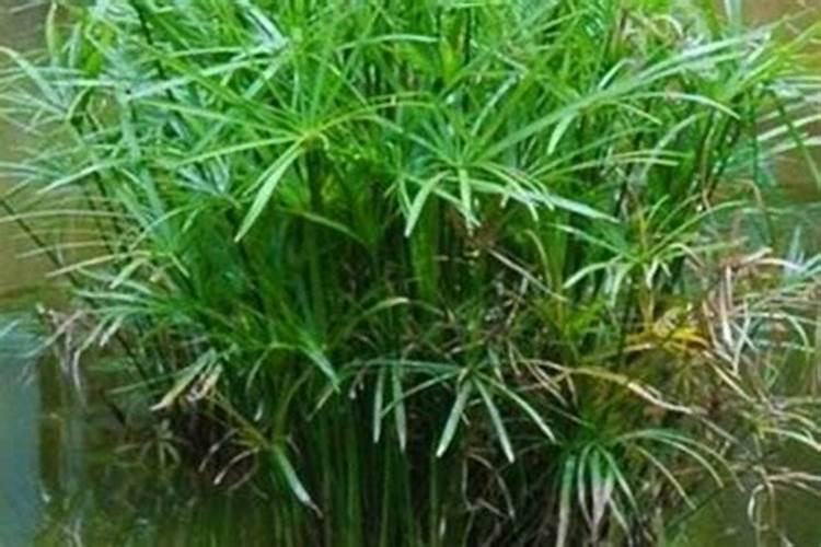 台湾竹在水里会生根吗