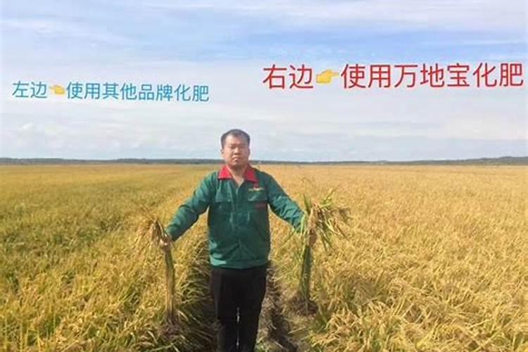 水稻要施硼肥吗