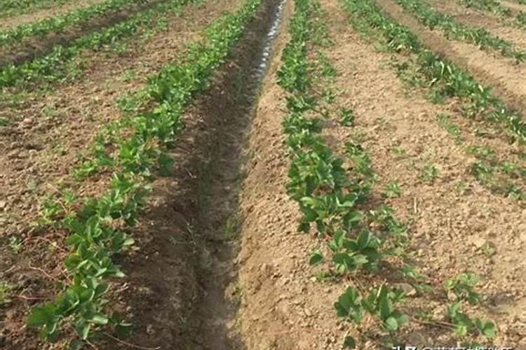 夏季草莓育苗地浇水施肥需要注意什么？