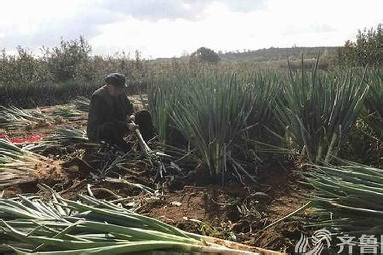 钾肥施用后连续4–5天下雨有影响吗？