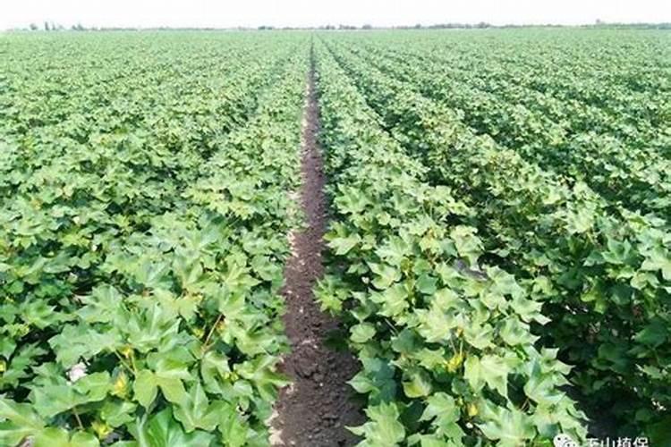 棉花缩节胺过量有什么后果 打多了怎么办