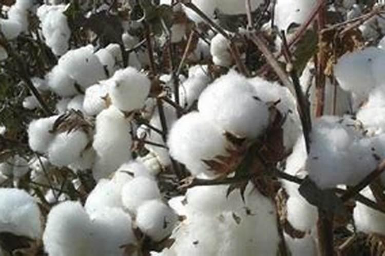 套餐缩节胺好不好