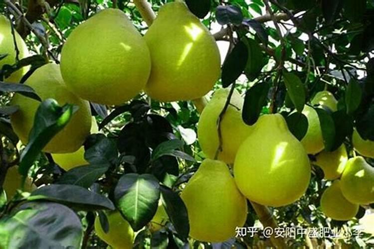 小桃树能施氮肥吗？要注意什么？