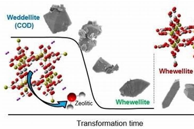 大葱有哪几种主要病害,如何防治？