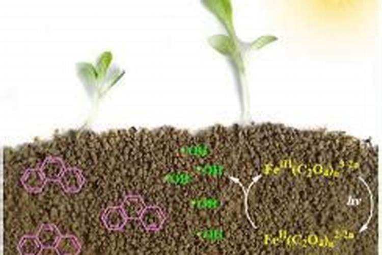 秋葵是怎样种的？需要什么肥料？