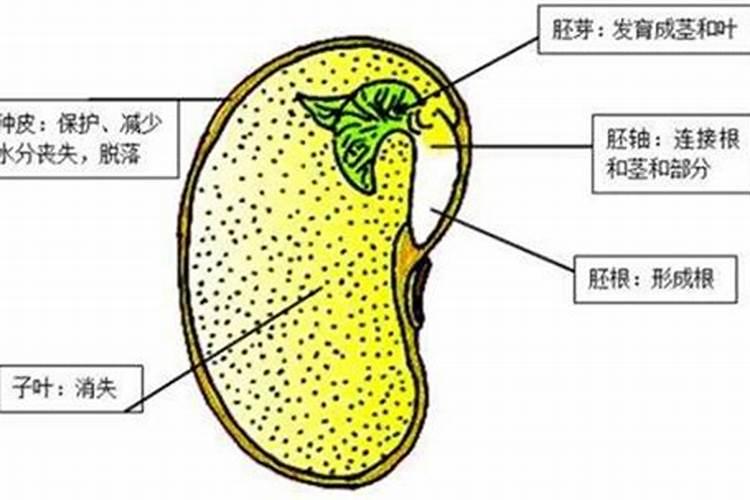 磷肥和种子在一块行吗