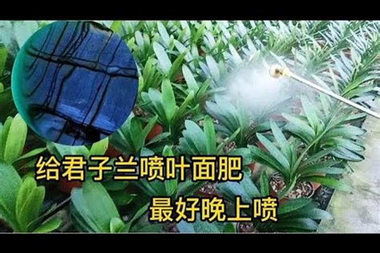 花卉叶面肥使用方法 叶面肥喷叶子正面还是背面