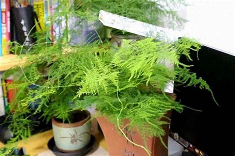 文竹浇什么才能更旺盛