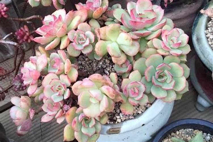 多肉用什么肥料最好