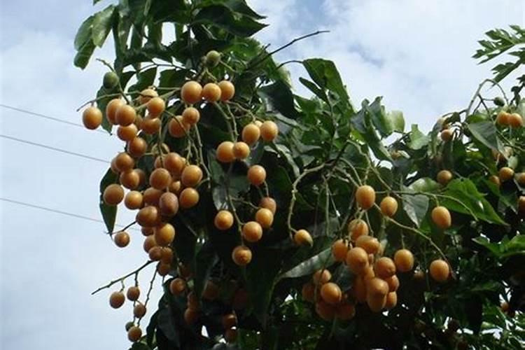 黄皮果怎么种呢