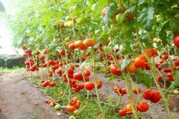 磷肥可以兑水浇花吗 磷肥对花卉的作用是什么