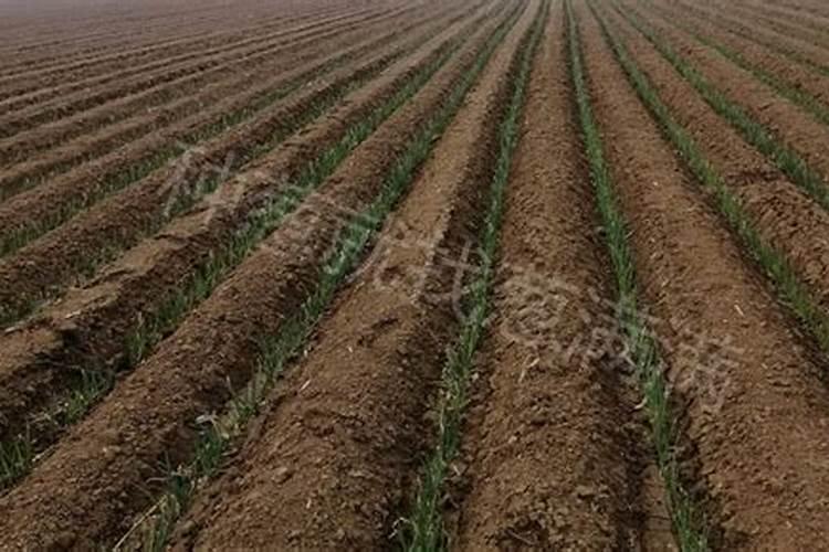 种植番薯需要施肥吗