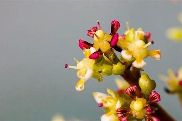 种芒果施什么肥