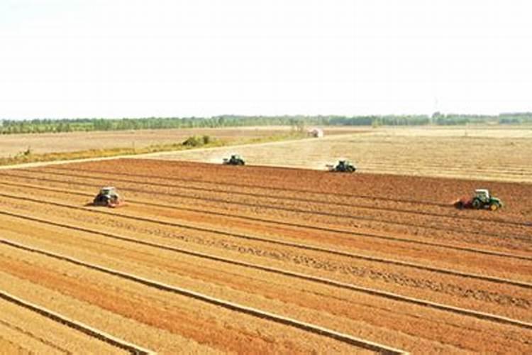 种植基肥指什么