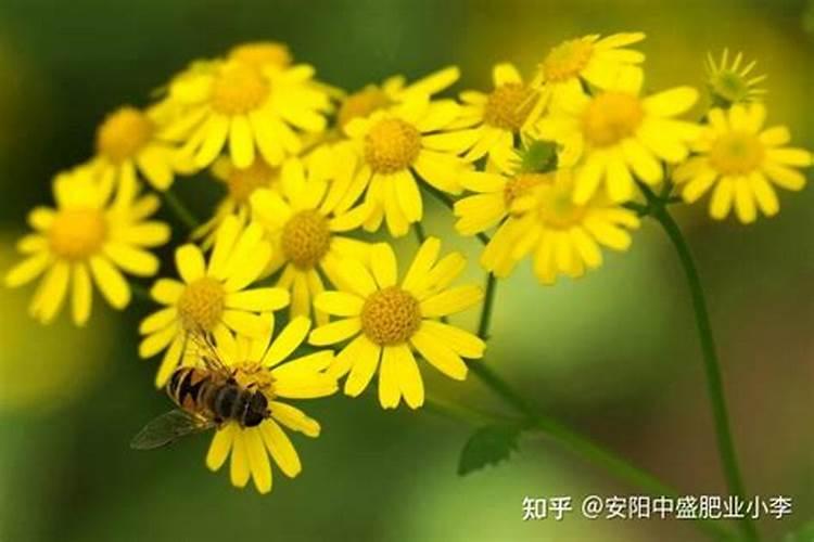 菊花开花期间怎么浇水和施肥