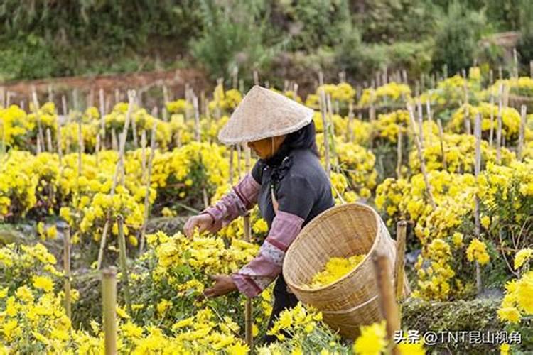菊花长势不旺应该怎么施肥