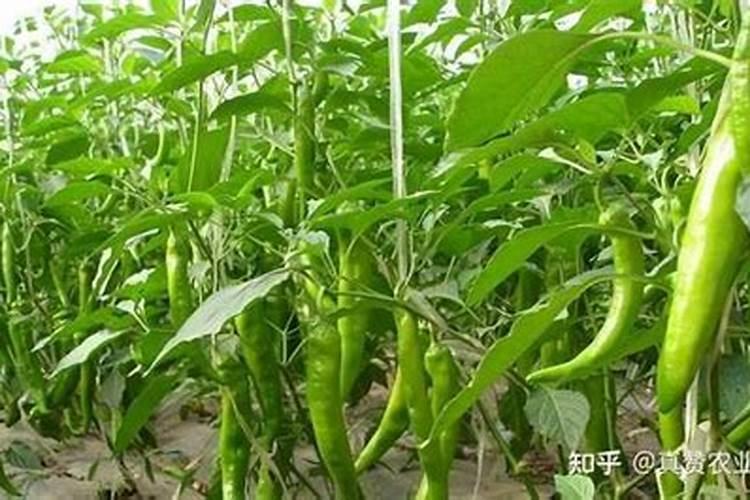 请问各位老师,辣椒缺铜,叶片什么表现