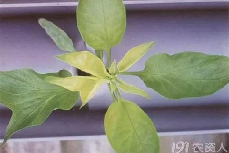 辣椒缺肥会有什么症状？如何正确施肥？