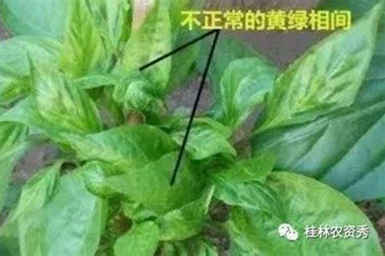 辣椒缺素要注意哪些方面？