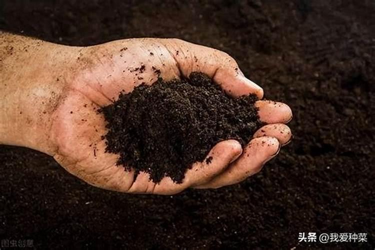 有机肥是什么肥料怎么使用