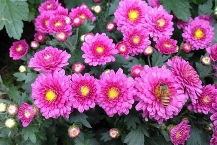 菊花开花期间怎么浇水和施肥
