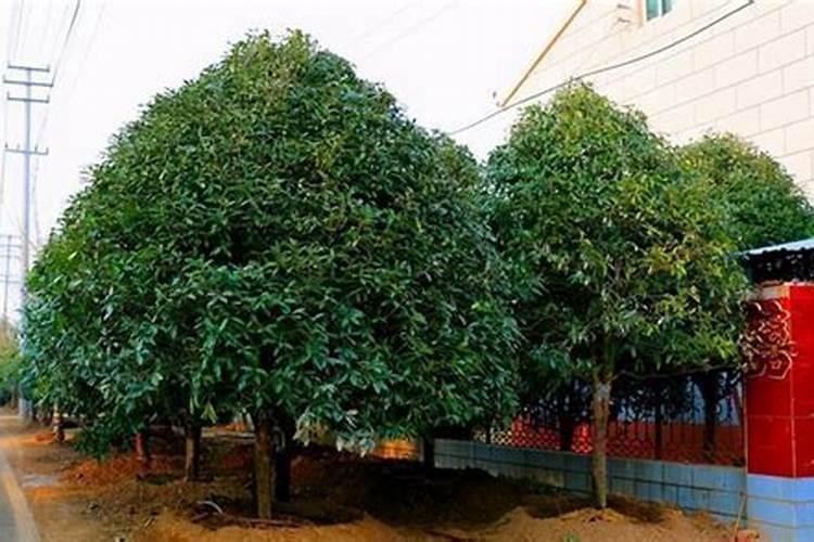 桂花树可以施复合肥吗