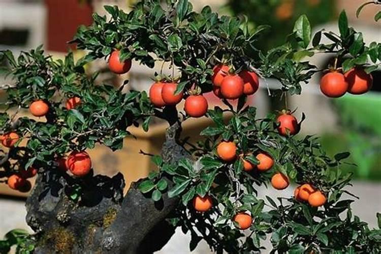 金弹子什么时候使用液体硼