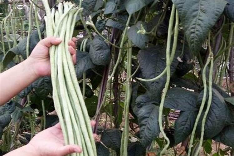 豇豆追肥用什么肥料好