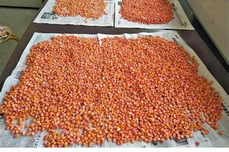 玉米如何使用叶面肥