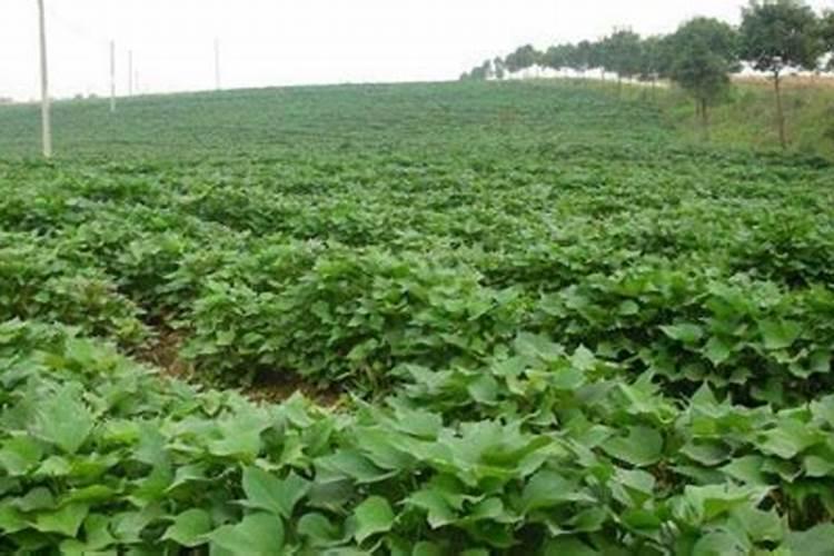 山芋怎么种植方法