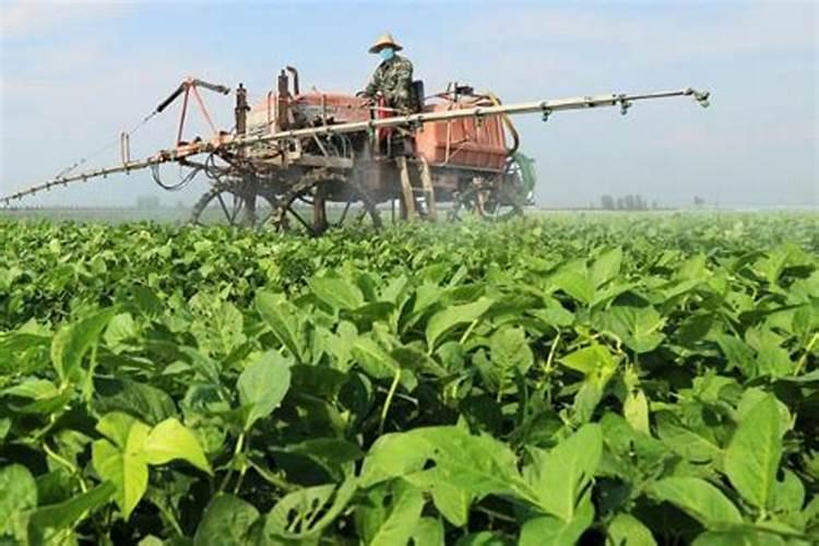 用大豆做底肥的使用方法