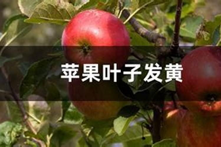 青苹果盆栽叶子得边缘发黄怎么办