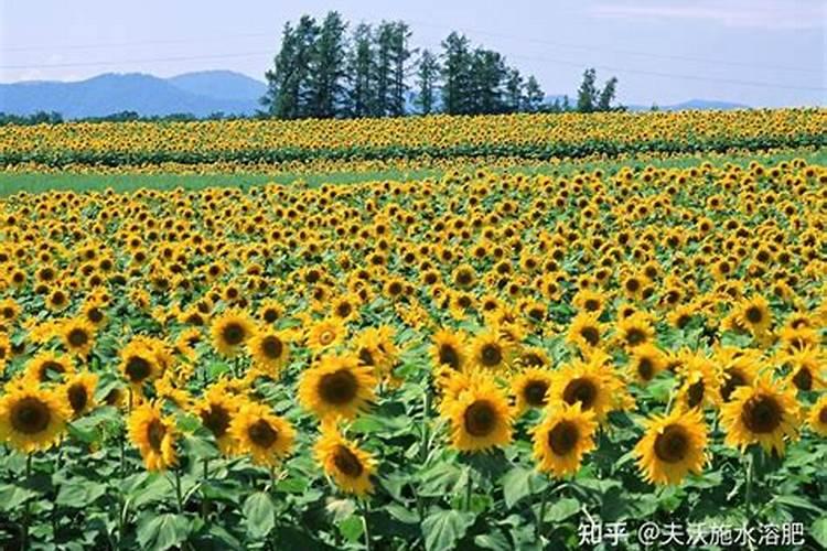 向日葵用什么肥料好