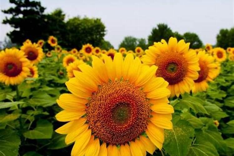 多头向日葵种植后如何养护,需要天天浇水吗？