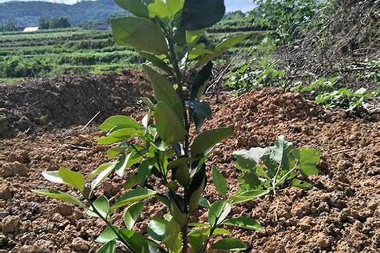 柑桔苗用什么肥长得快