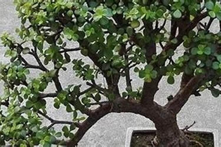 榕树要经常浇水吗