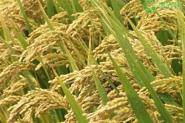 每亩谷子需要多少氮肥磷肥钾肥