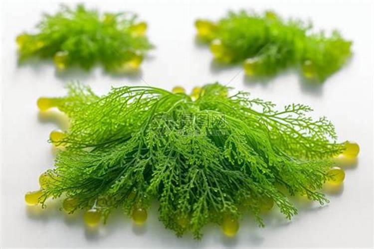 德图海藻教大家如何辨别海藻肥的真假、好坏!