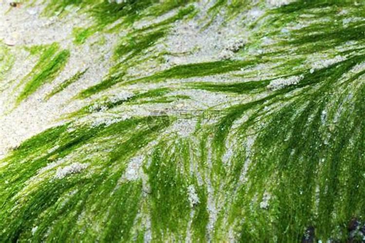 海藻碳酶有机肥可以溶解后浇灌蔬菜吗？