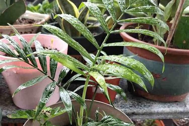 种菜施肥用什么水溶肥料好？