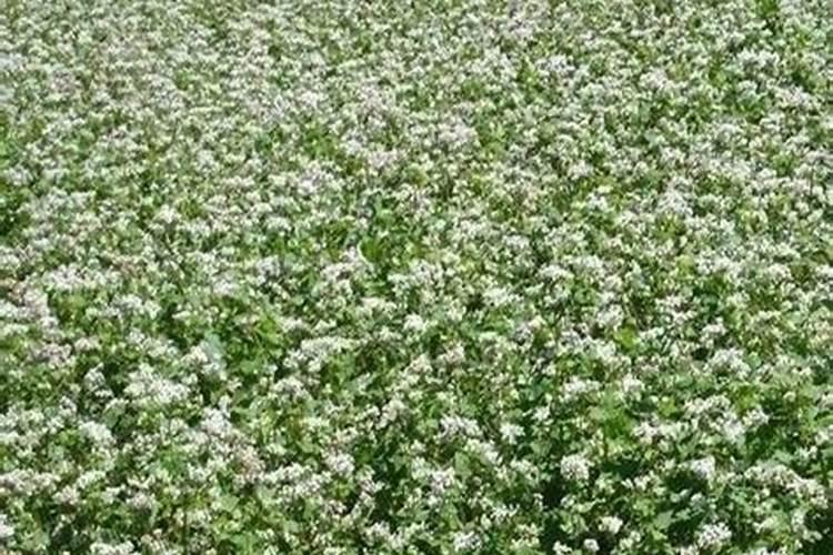 耐涝又好成活的农作物