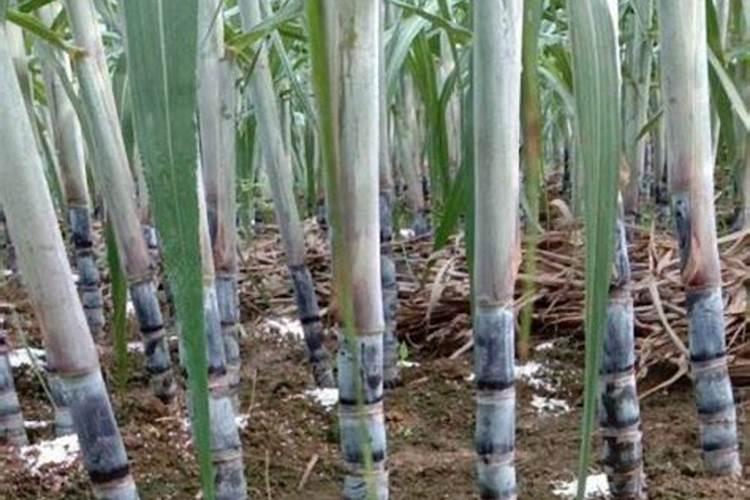 甘蔗多久施一次肥(施肥时间和方法)