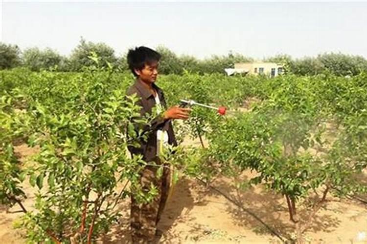 枣树用什么叶面肥增产、着色效果最好,应该什么时候用？